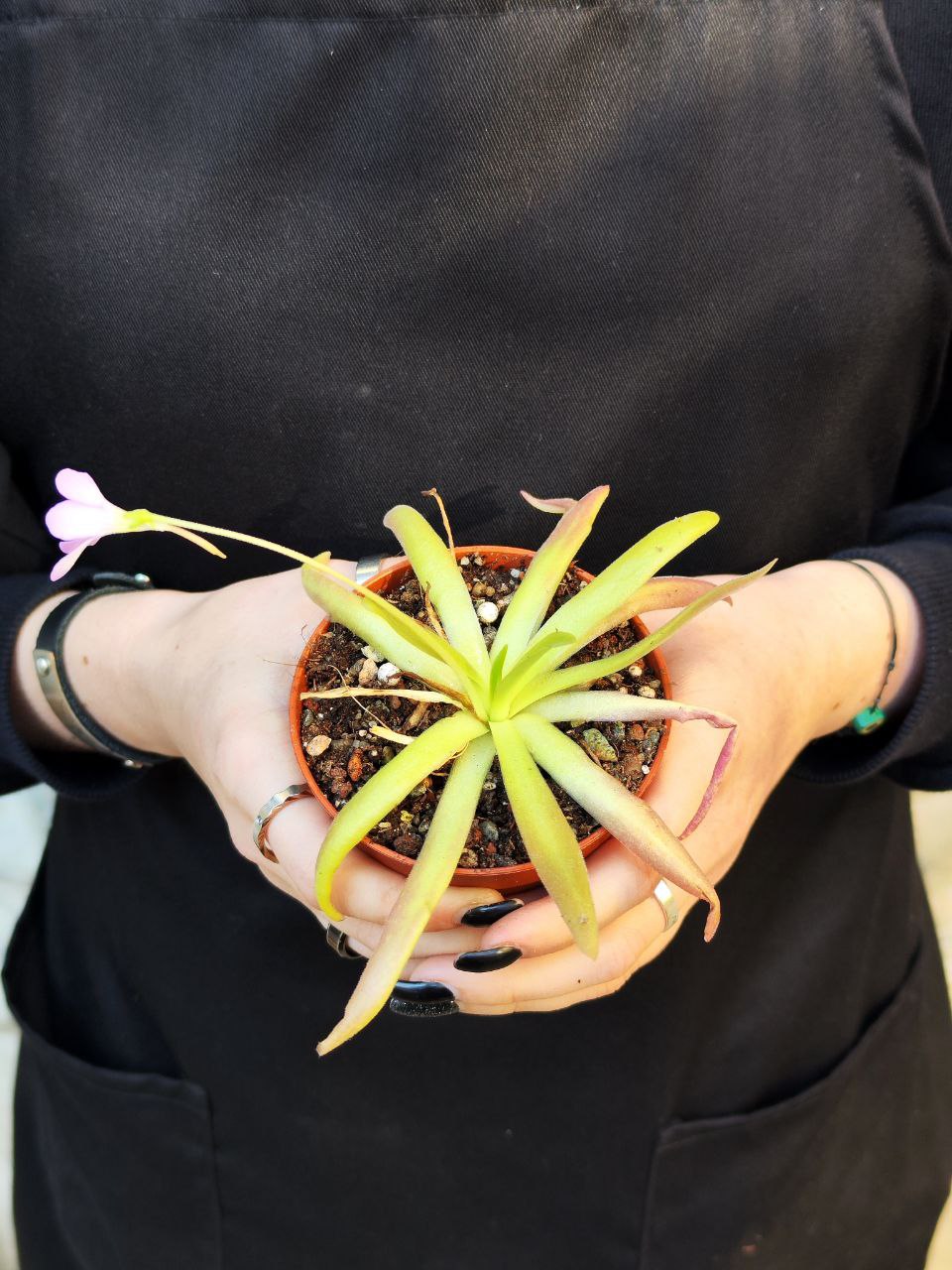 Жирянка Афродита (Pinguicula Aphrodite) D9см