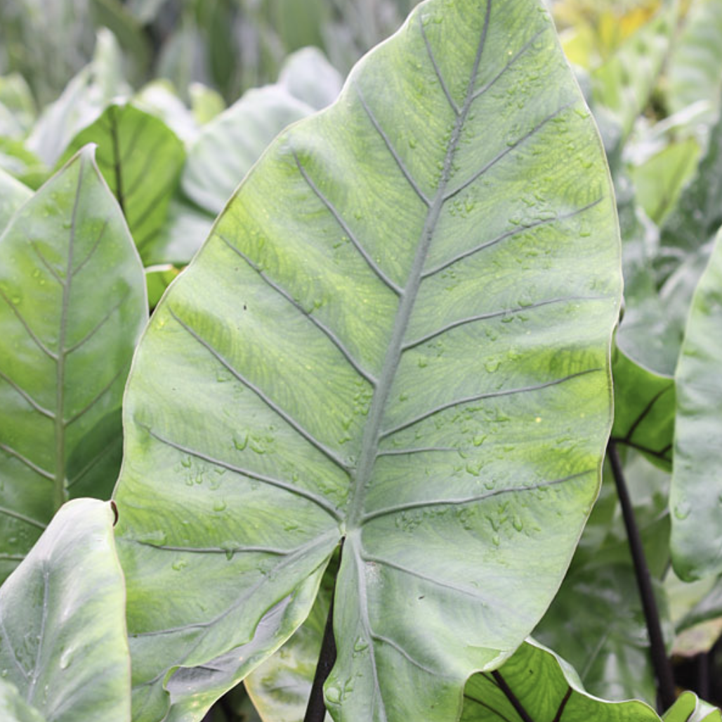 Алоказия Блэк Стэм (Alocasia Black Stem) D6см