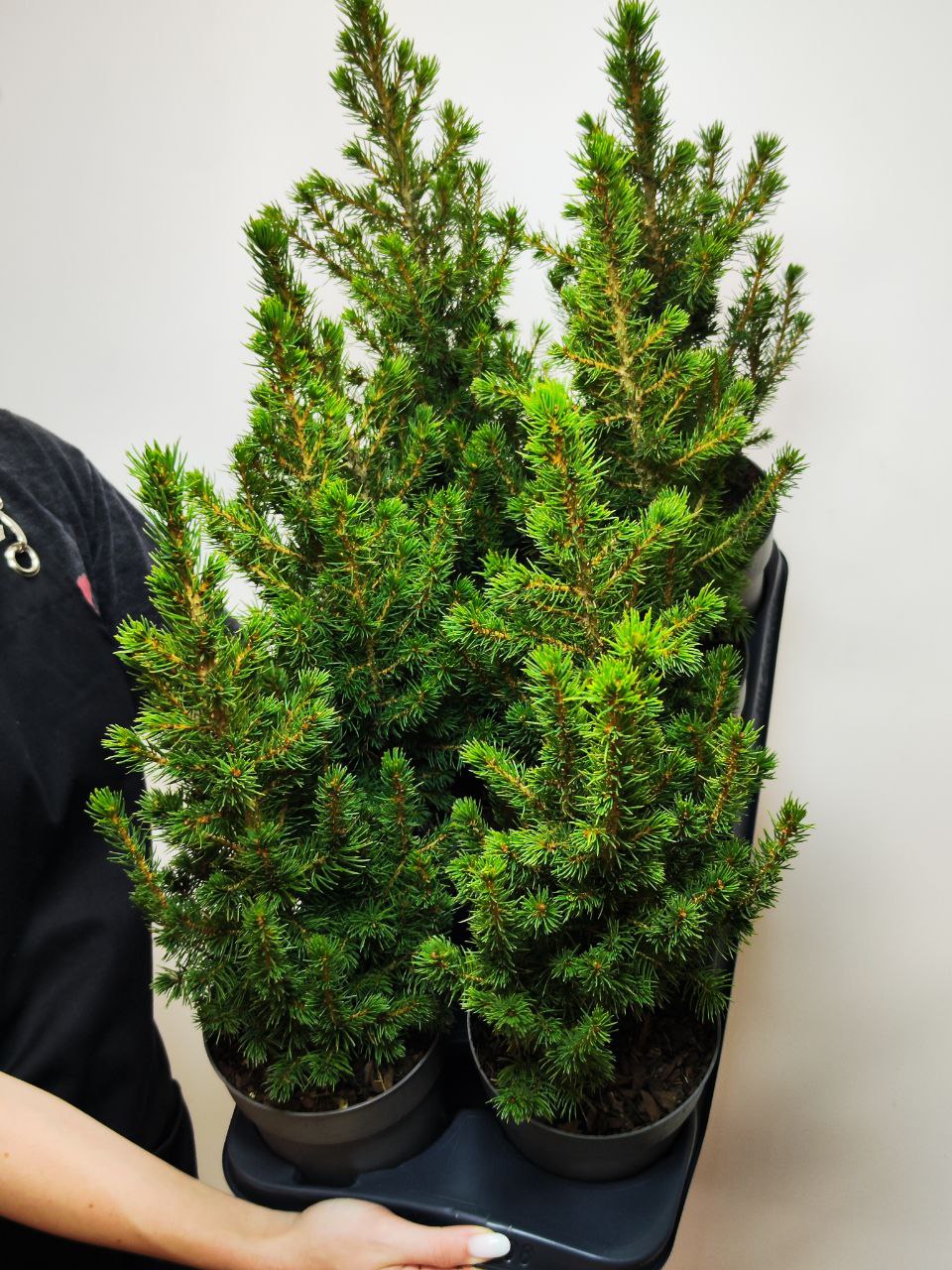 Ель Глаука Коника (Picea Glauca Conica) D9см, живая елка в горшке