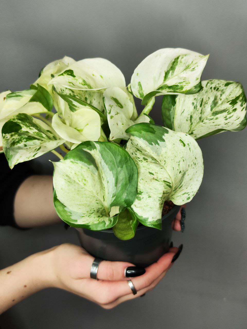 Эпипремнум Хеппи Лиф (Epipremnum Happy Leaf) D12см