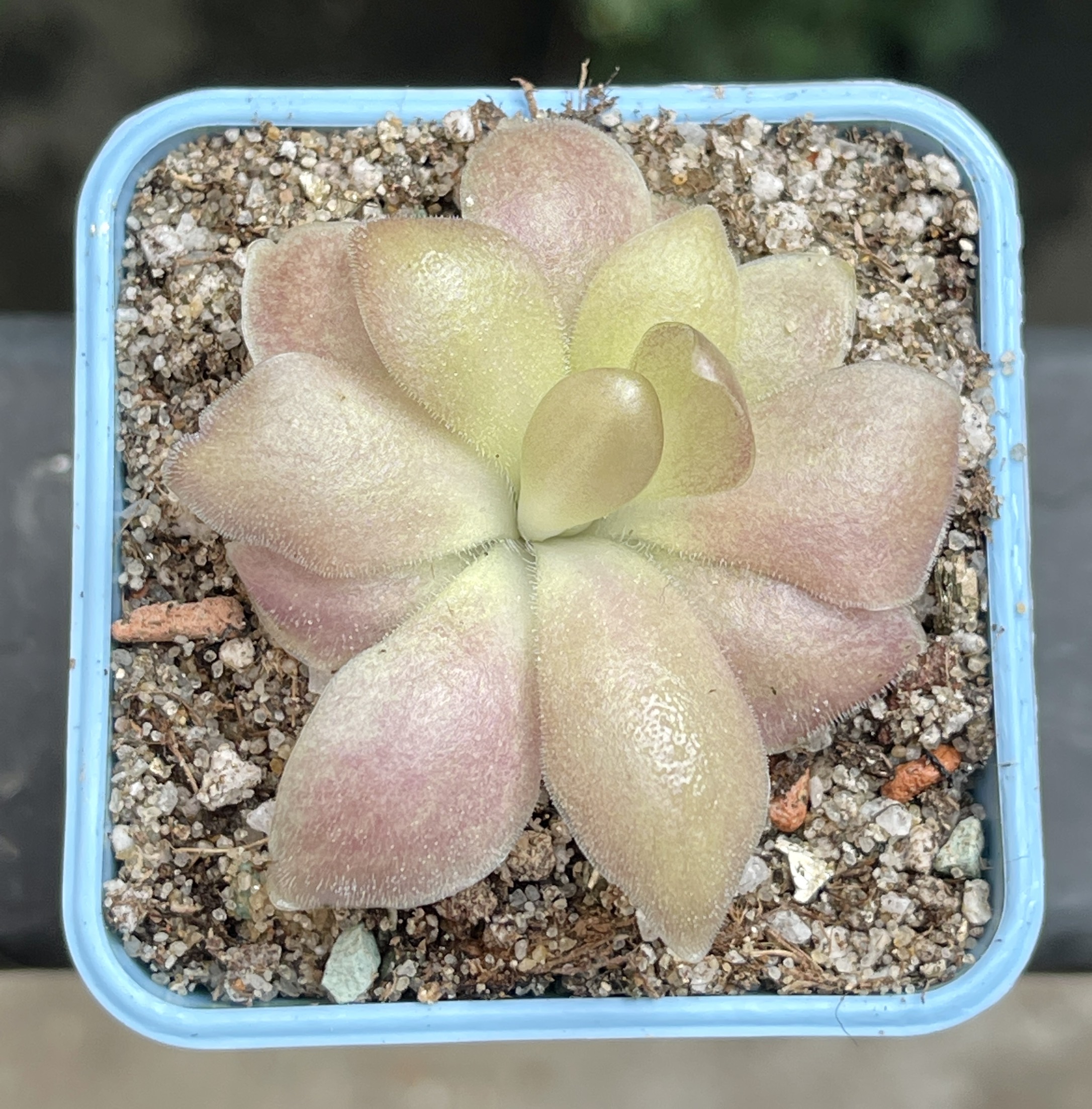 Жирянка Гетеропхилла х Сетхос (P. Heterophylla x Sethos) D5см
