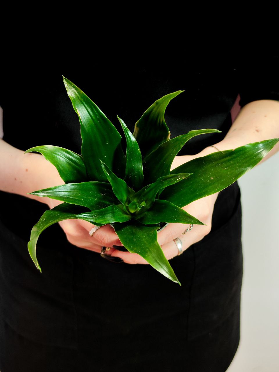 Драцена Джанет Крейг (Dracaena Fragrance Janet Craig) D6см