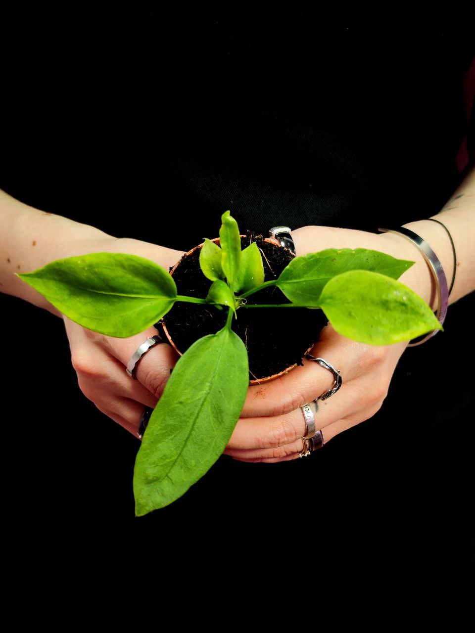 Антуриум Виттарифолиум (Anthurium Vittarifolium) D6см