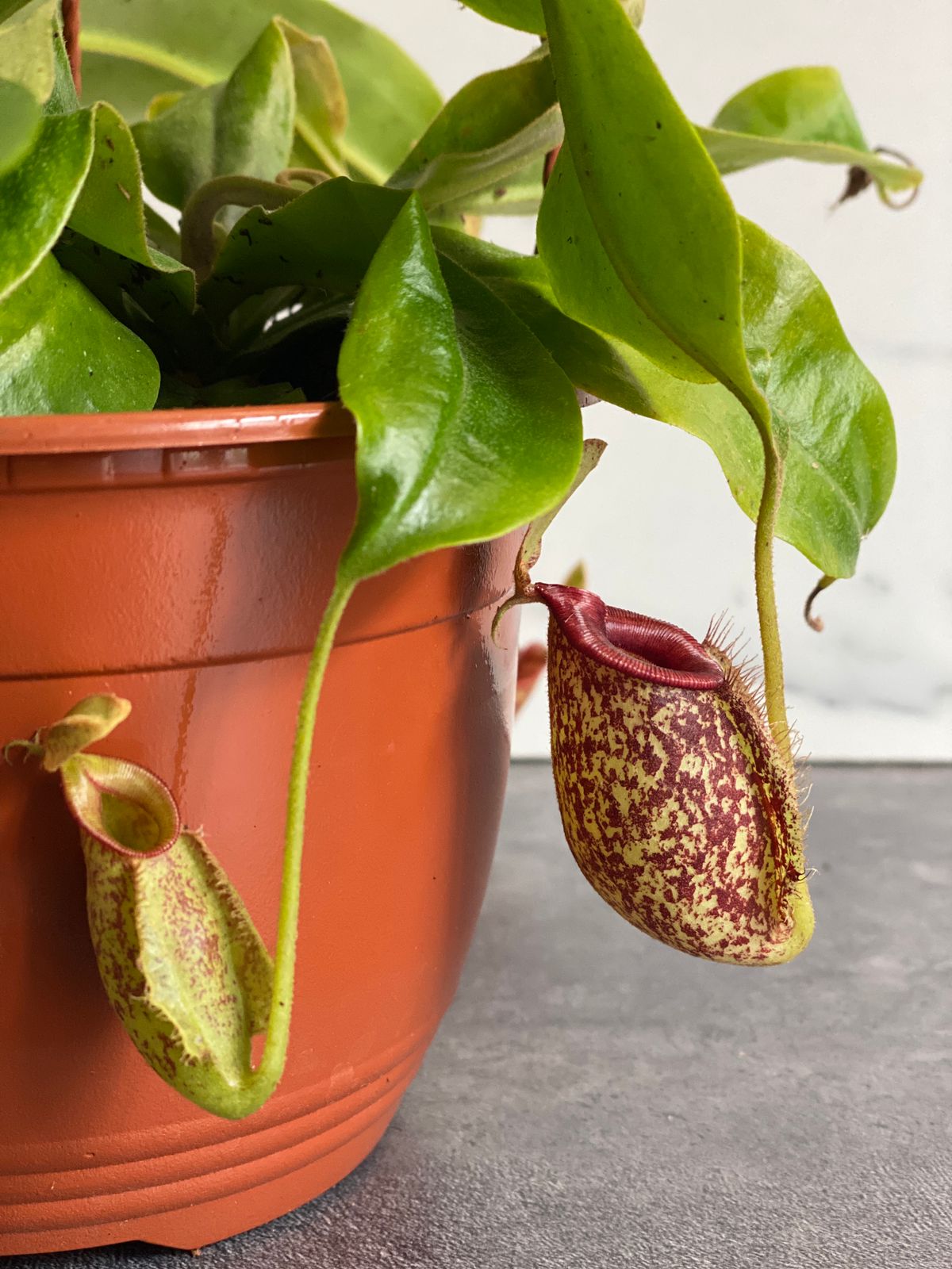 Непентес Хукериана (Nepenthes hookeriana) D14см в подвесном кашпо