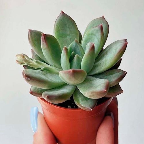 Эхеверия Ригель (Echeveria Riegel) D5см