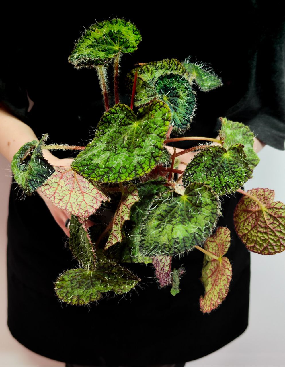 Бегония Сайзмор (Begonia Sizemoreоe) D12см
