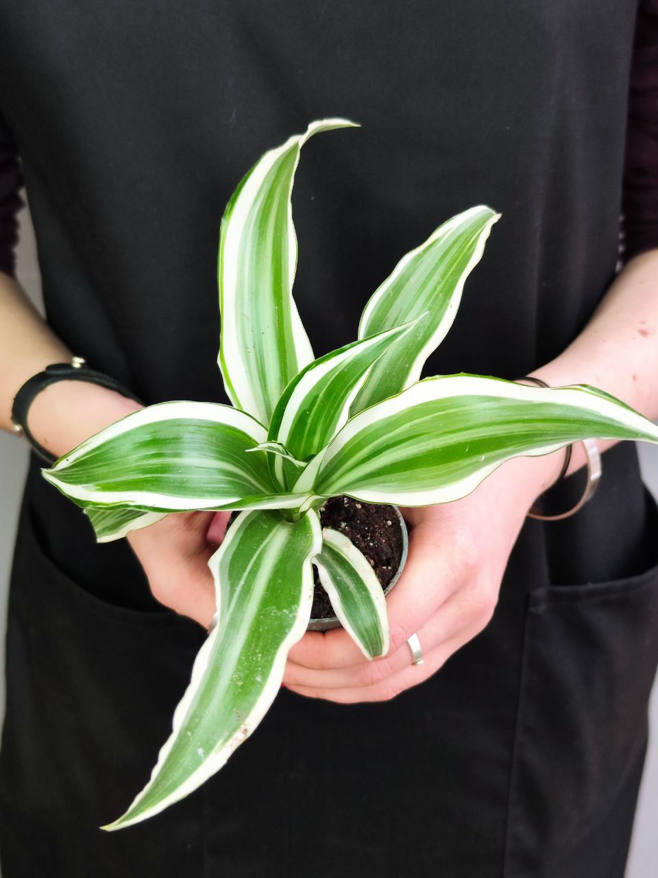 Драцена Фрагранс Вайт Джевел (Dracaena Dragontree White Jewel) D6см