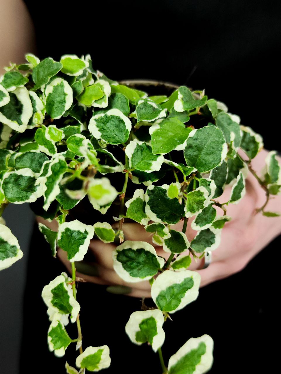 Фикус «Пумила Белла Санни» (Ficus Pumila Belle Sunny) D10см