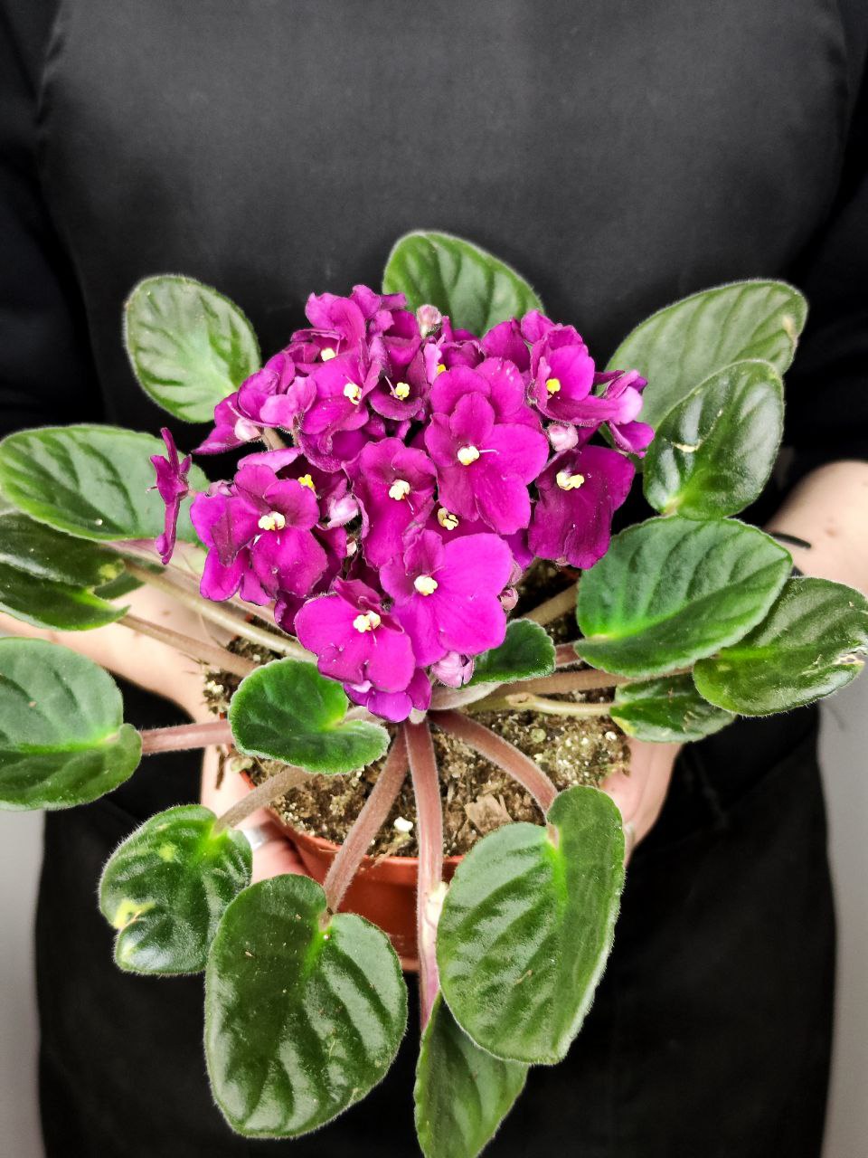 Сенполия Фуксия, или Фиалка (Saintpaulia Fuchsia) D10см