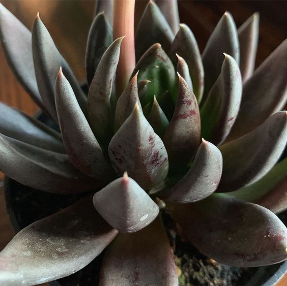 Эхеверия Блэк Поинт (Echeveria Black Point) D5см