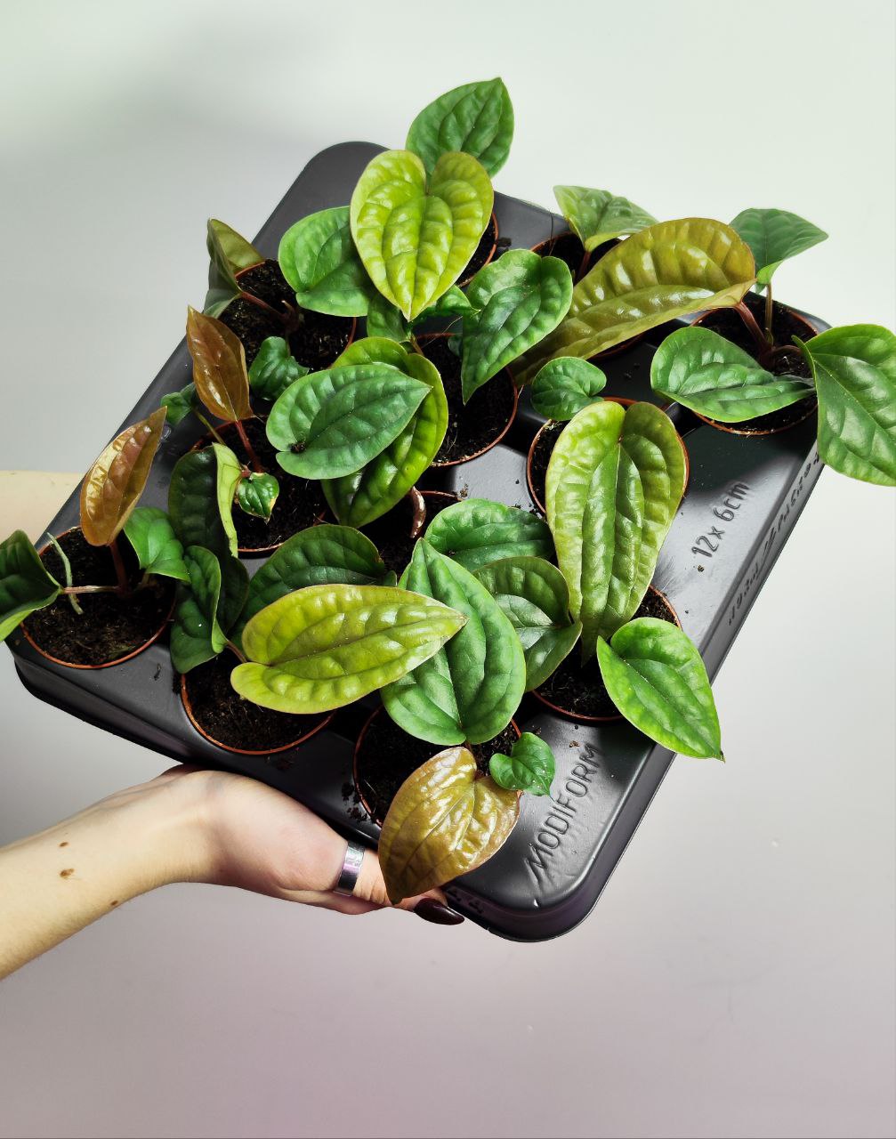 Антуриум Люксурианс Радиканс (Anthurium Radicans x Luxurians) D6см