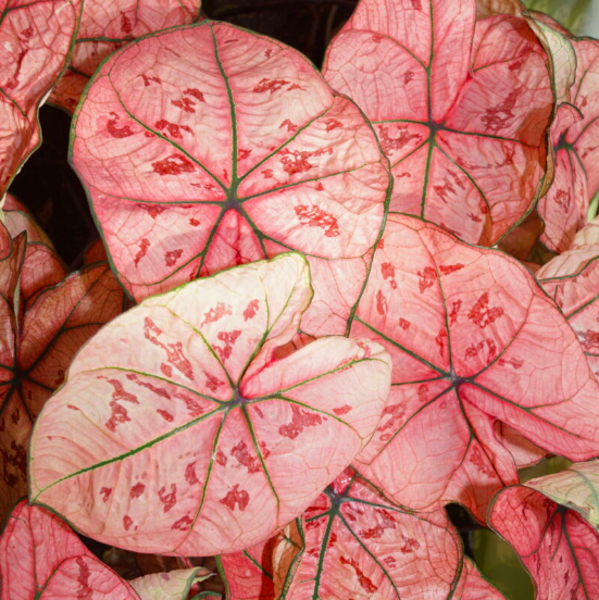 Каладиум Хейди (Caladium Heidi) D6см