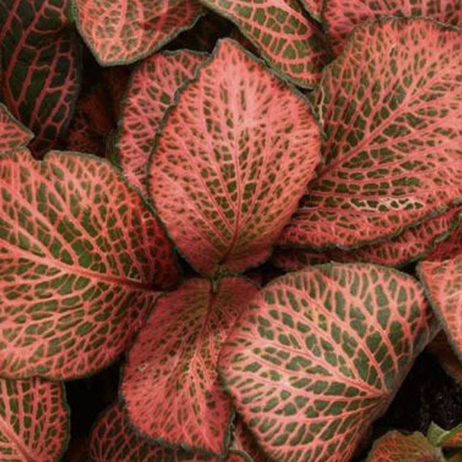 Фиттония Мозаик Пинк Даймонд (Fittonia Mosaic Pink Diamond) D8,5см