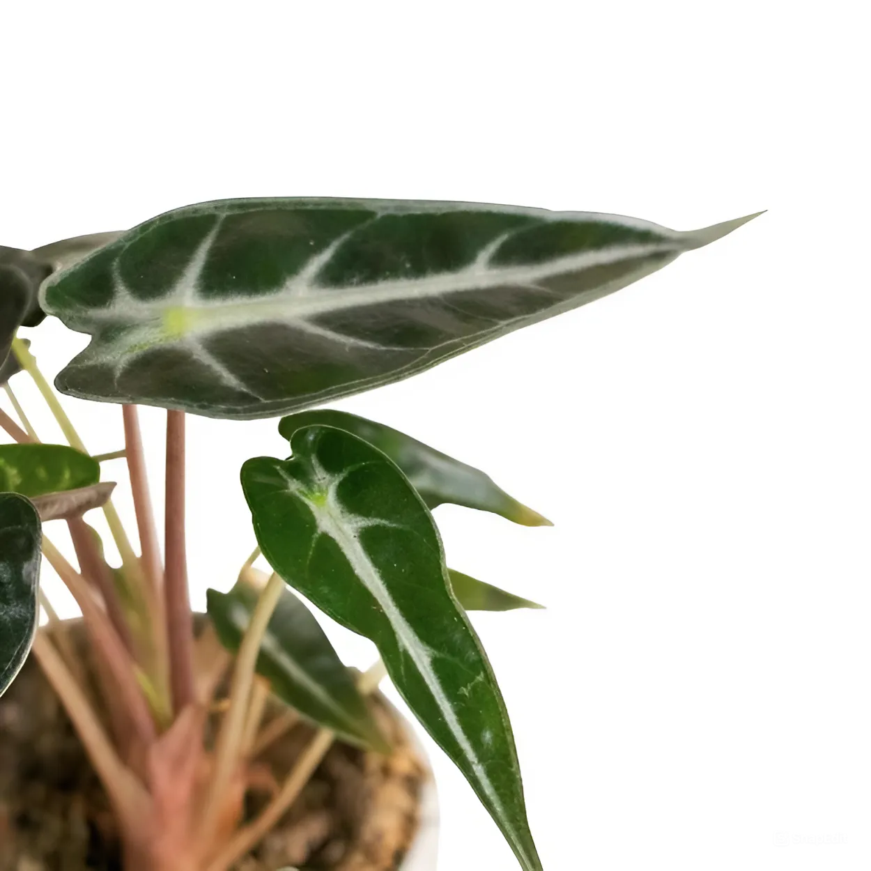 Алоказия Бамбино Эрроу (Alocasia Amazonica Bambino Arrow) D9см