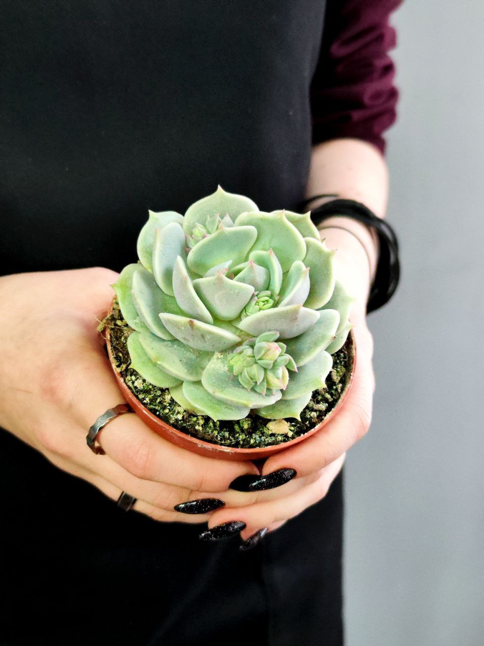Эхеверия Лола (Echeveria Lola) D8,5см