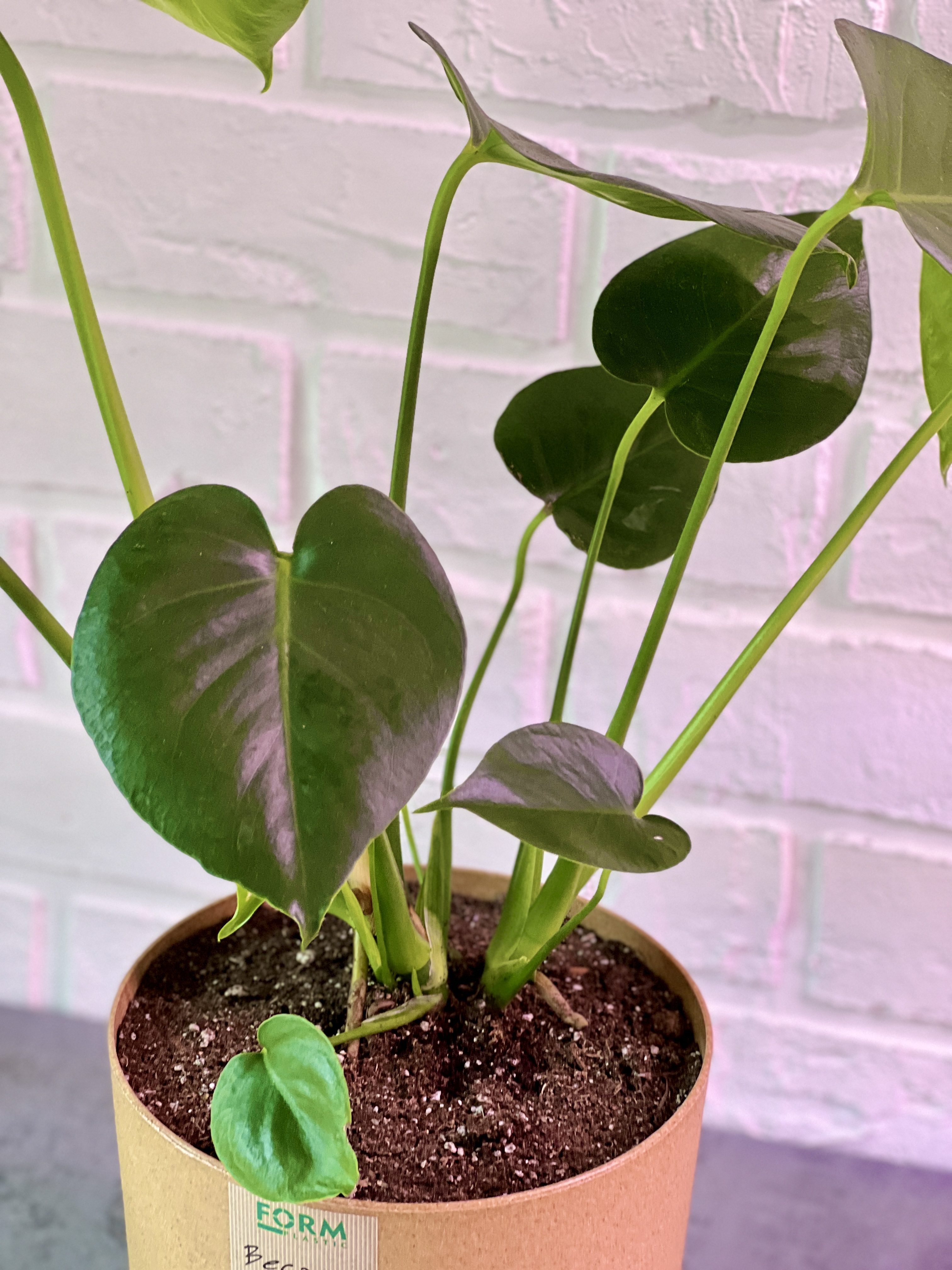 Монстера деликатесная (Monstera deliciosa) D20см.