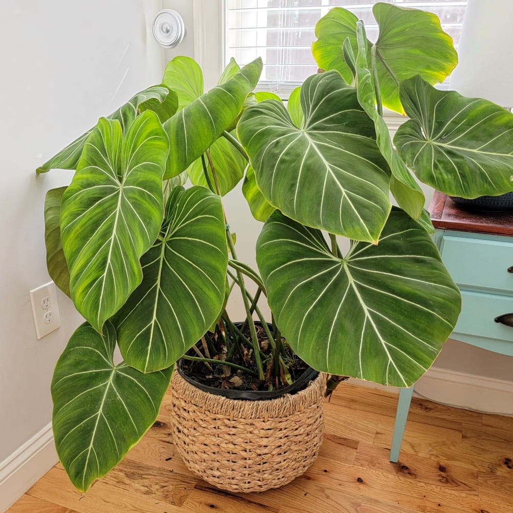 Филодендрон Глориозум (Philodendron Gloriosum) D6см
