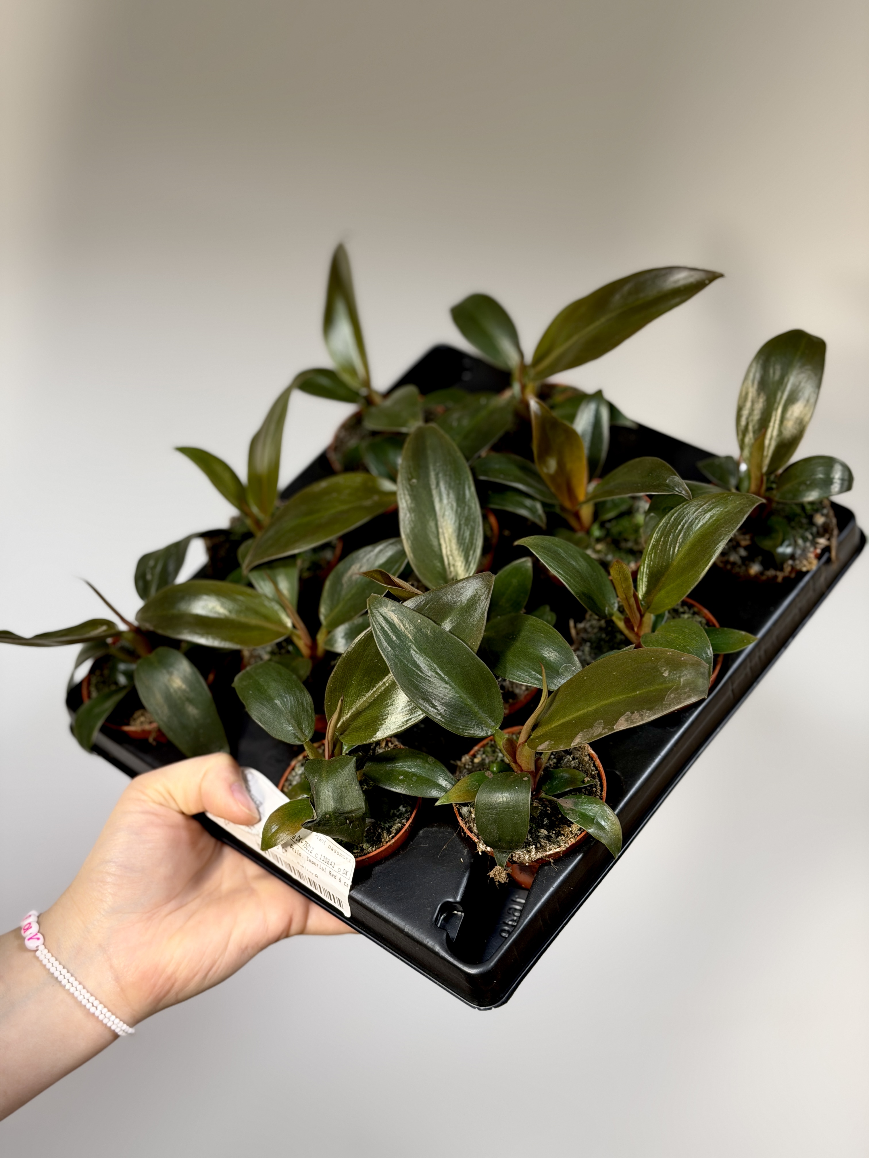 Филодендрон Империал Ред (Philodendron Imperial Red) D6см