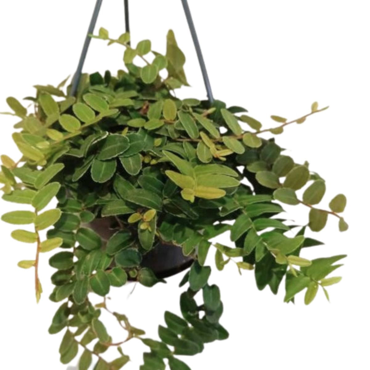 Маркгравия Умбеллата Грин (Marcgravia Umbellata Green) D15см