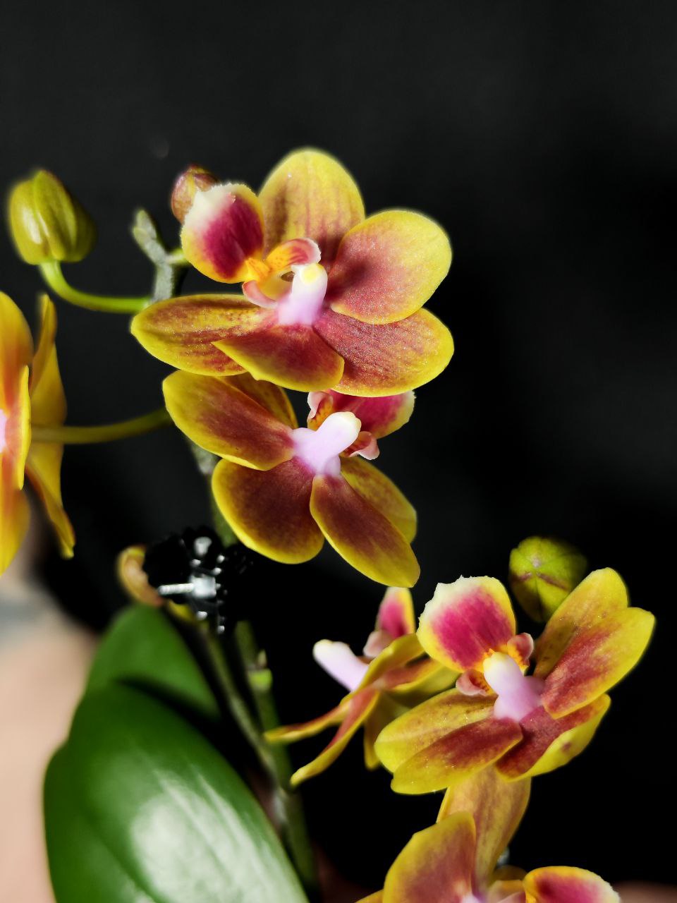Орхидея Фаленопсис Персиковая (Phalaenopsis Multiflora) D6см