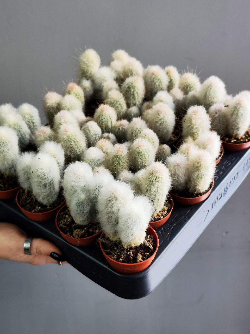 Кактус Аустроцефалоцереус Дибовского Груп (Austrocephalocereus Duwboyskii Group) D5см