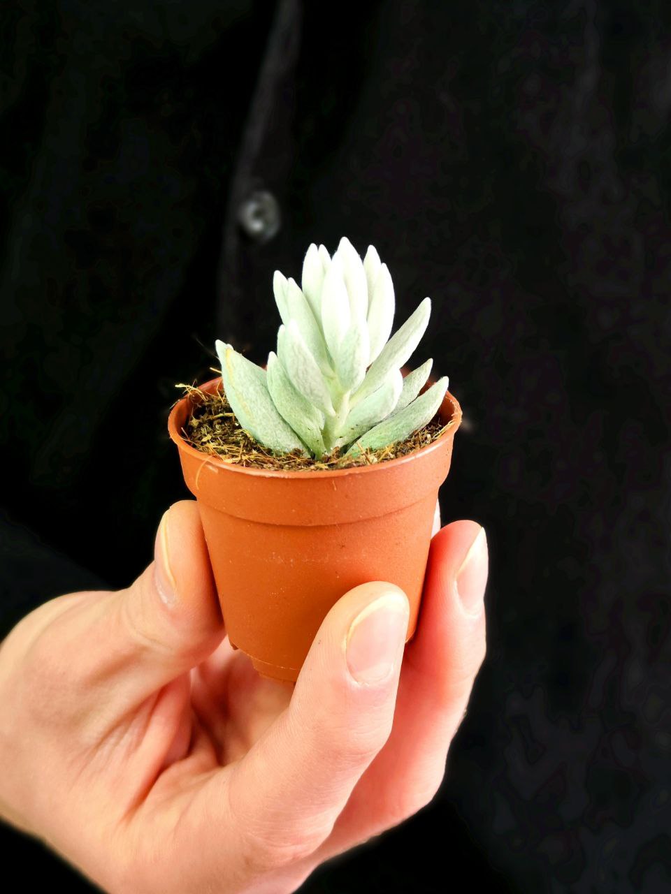 Крестовник Хаворта (Senecio Haworthii) D5см