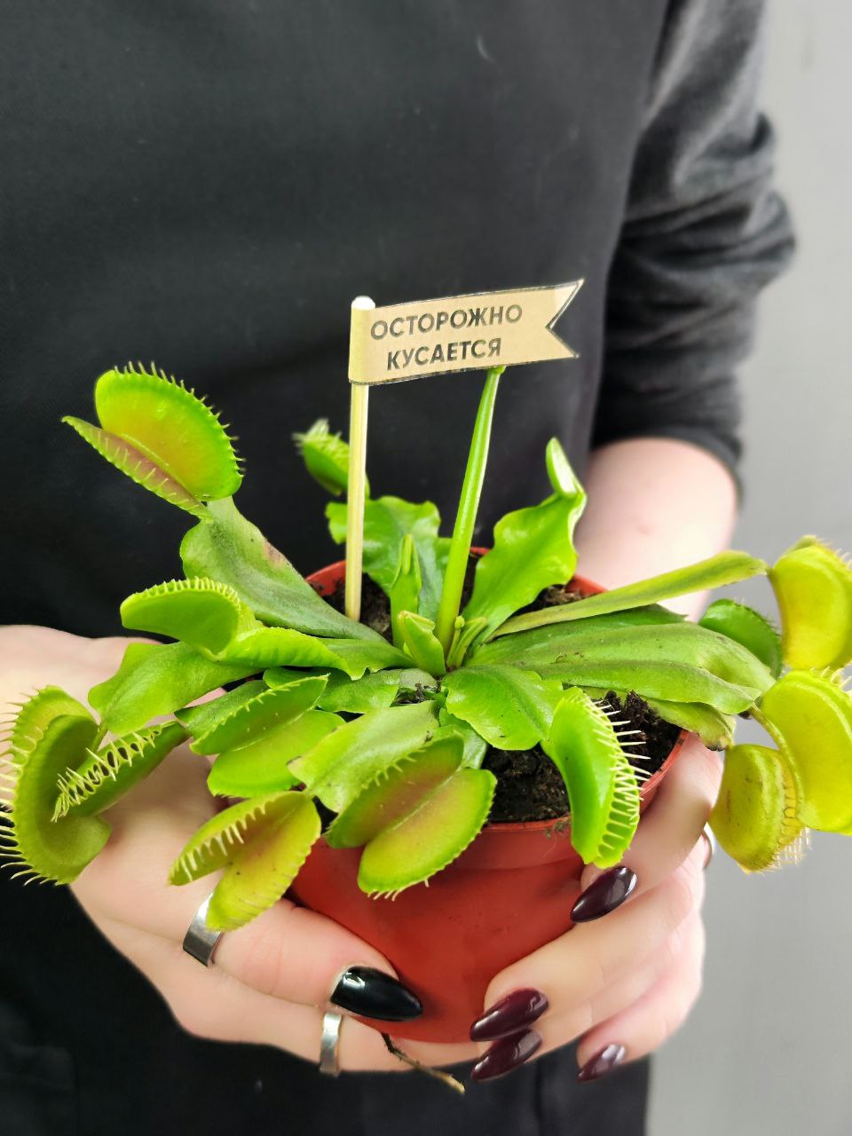 Венерина мухоловка, зеленая (Dionaea Muscipula) D9см