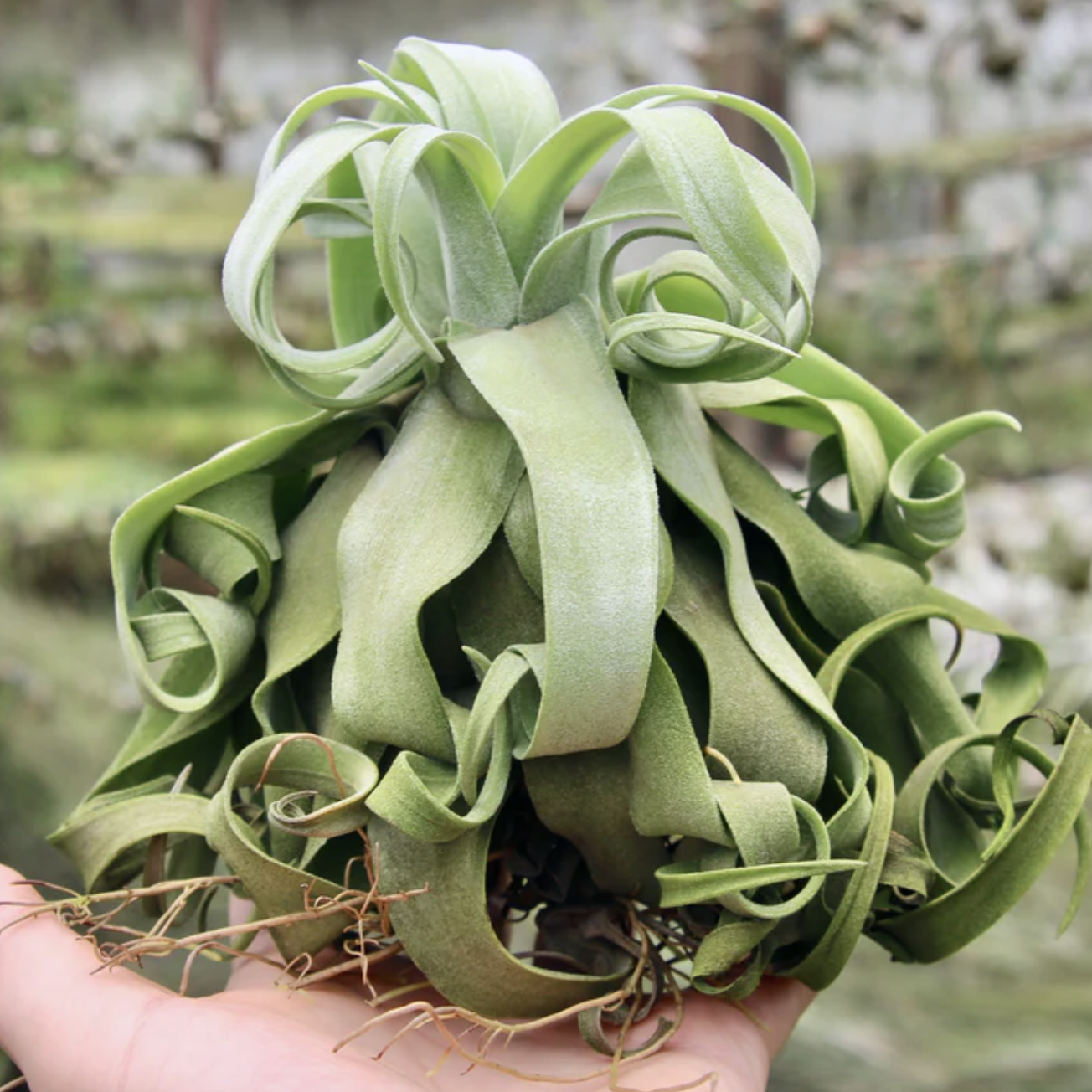Тилландсия Стрептофилла (Tillandsia Streptophylla)