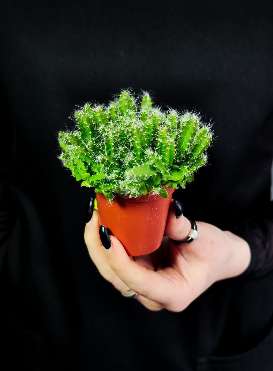 Кактус Гилоцереус или Хилоцереус Трехгранный (Питайя) (Hylocereus Undatus) D5см