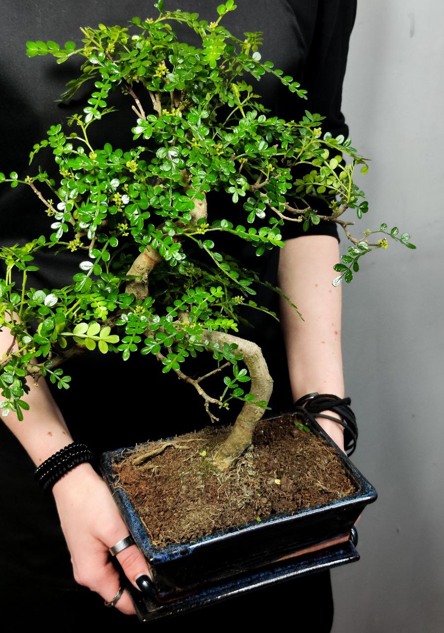 Бонсай Зантоксилум, Желтодревесник Извилистый (Bonsai Zanthoxylum)