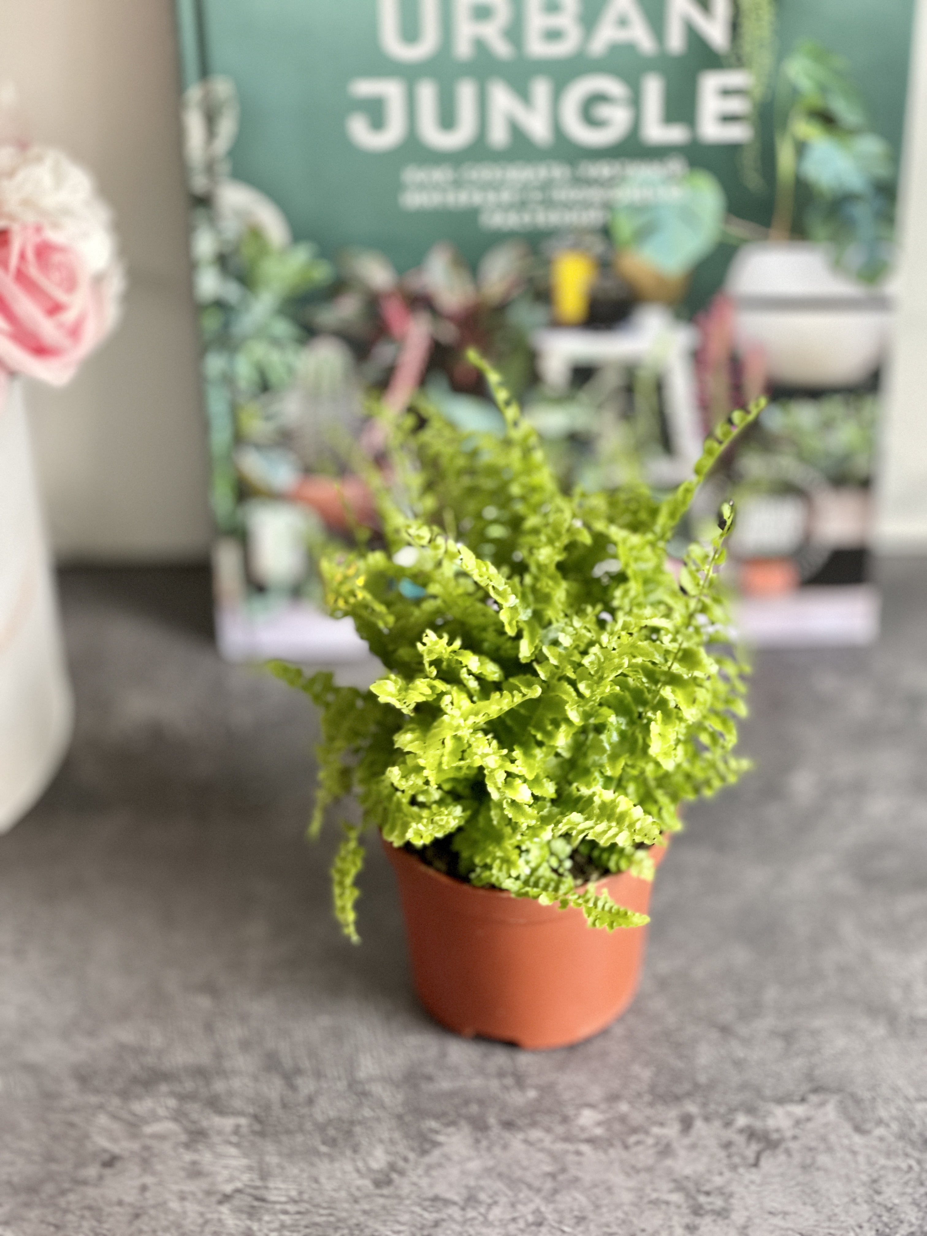 Нефролепис Возвышенный (Nephrolepis Exaltata Fluffy Ruffle) D8,5см