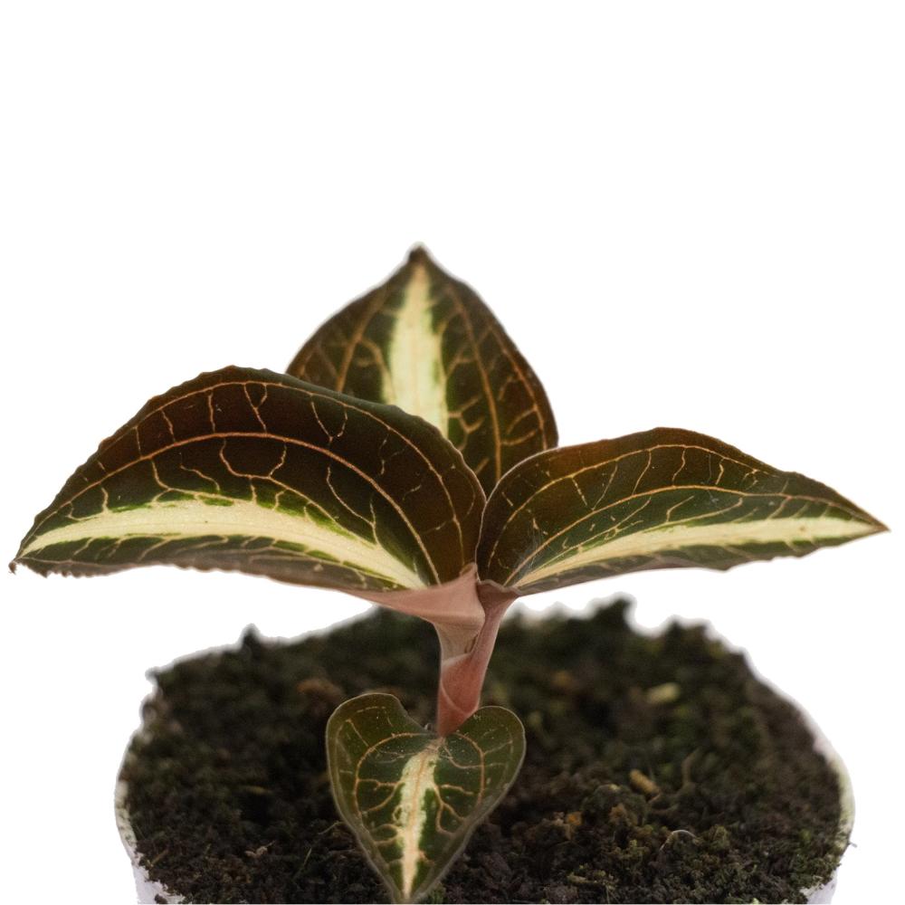 Орхидея Драгоценная Карма Эмбер (Jewel Orchid Karma Amber) D7см