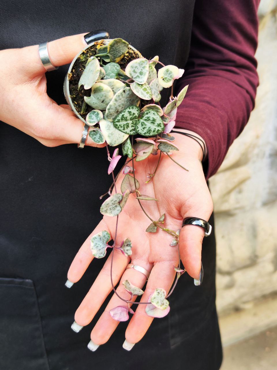 Церопегия Вуда Вариегатная (Ceropegia Woodii Variegata) D6см