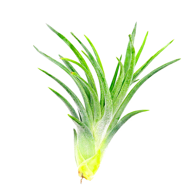 Тилландсия Ионанта Викториана (Tillandsia Ionantha X Brachycalous Victoriana)