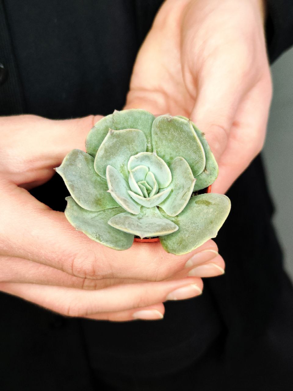 Эхеверия Поллюкс (Echeveria Pollux) D5см