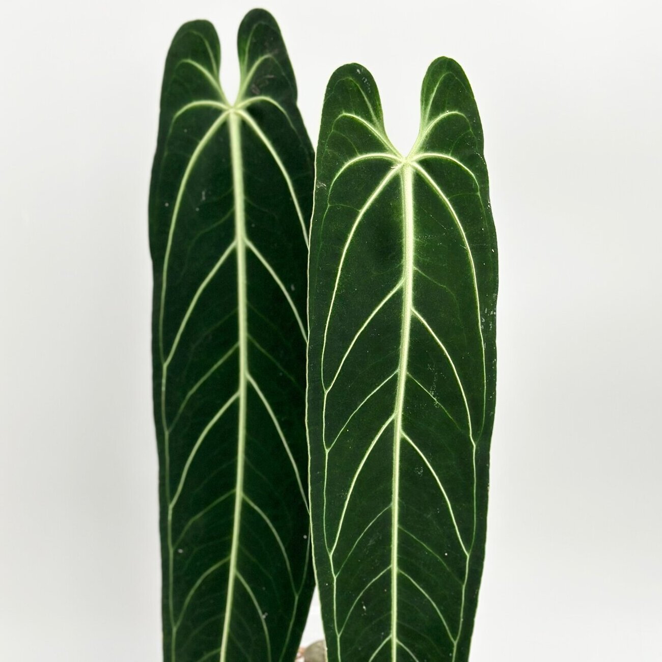 Антуриум Варока (Anthurium Warocqueanum) D6см