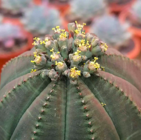 Молочай Тучный (Euphorbia Obesa) D8,5см