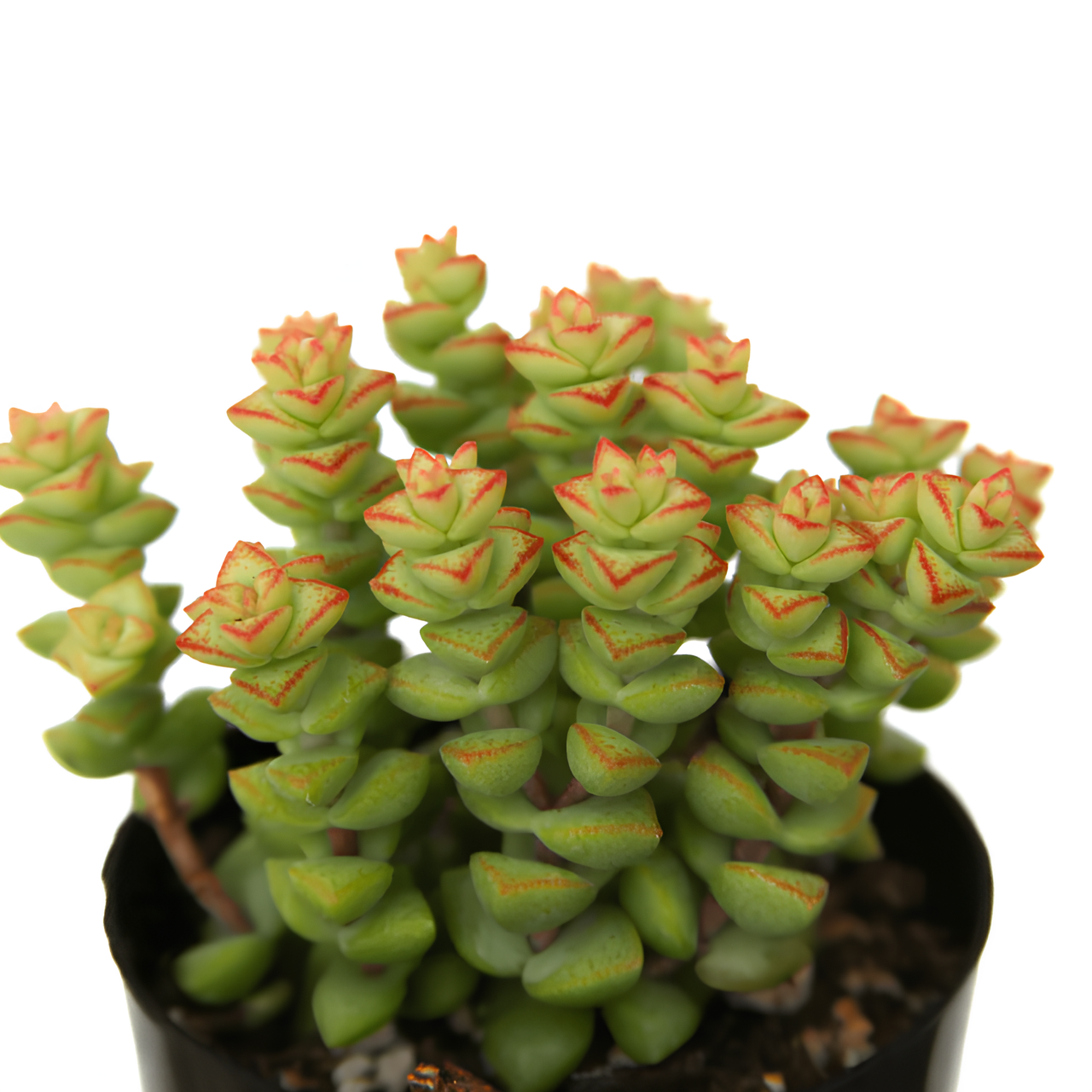 Крассула Рупестрис Том Тумб (Crassula Tom Thub) D8,5см
