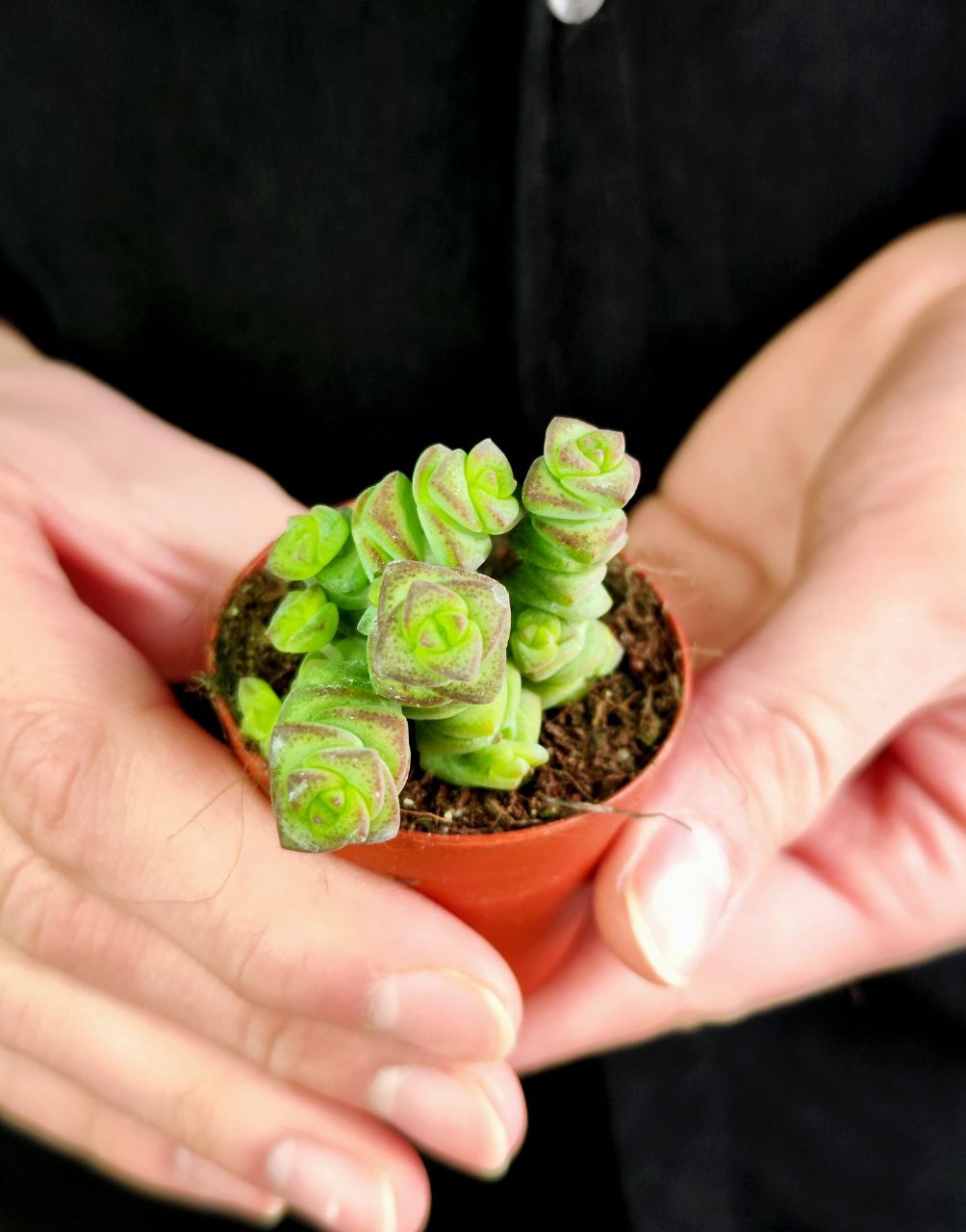 Крассула Марнириана Джейд (Crassula Marnieriana Jade) D5см