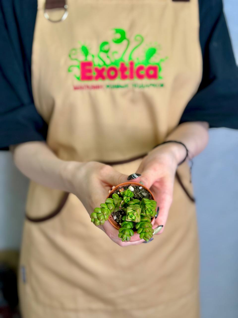 Крассула Колумелла (Crassula Columella) D5см