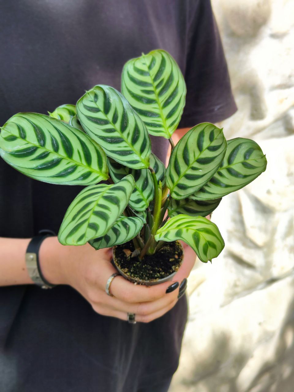 Маранта Беложилковая Амирабилис (Maranta Leuconeura Amabilis) D6см