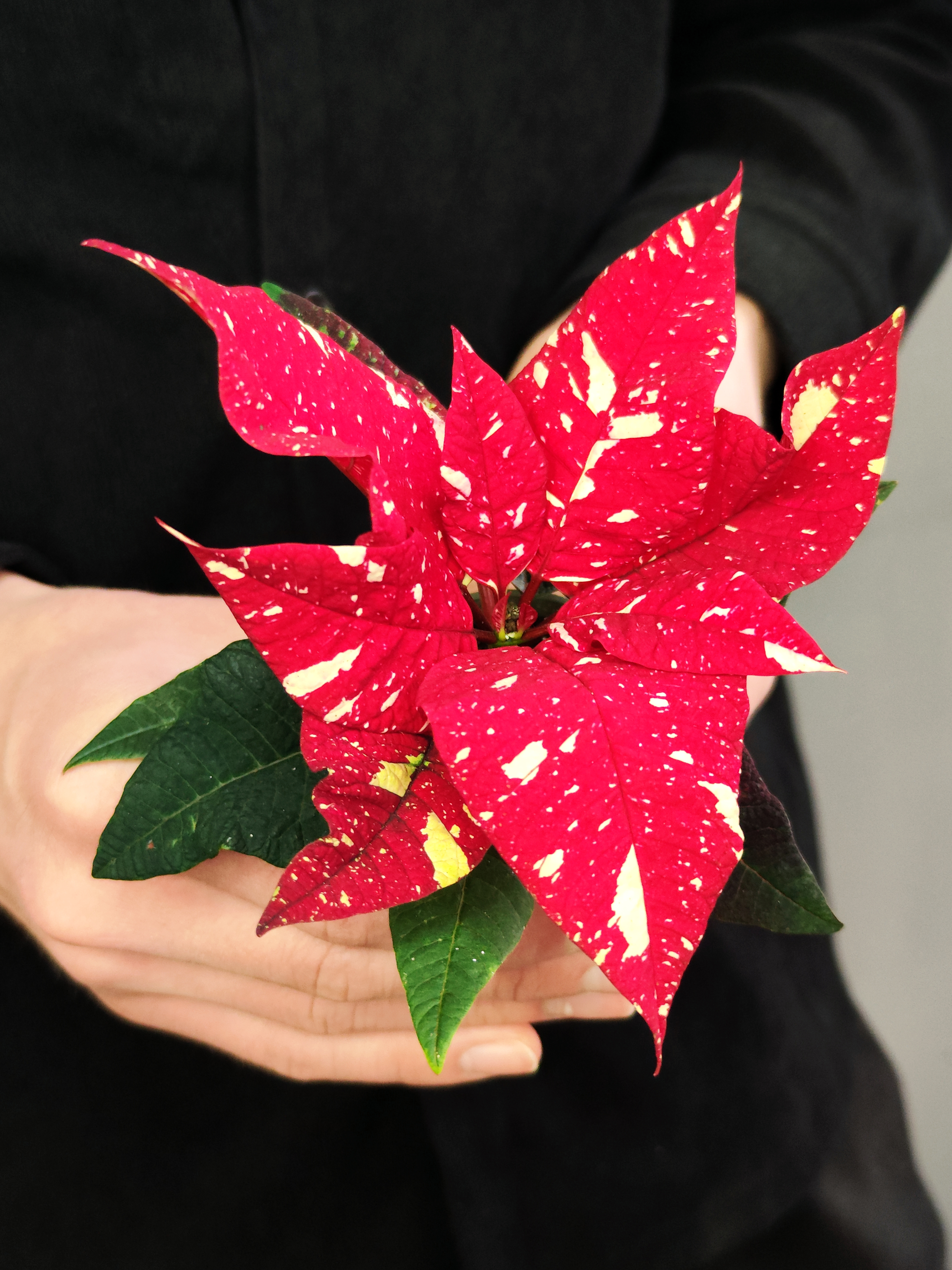 Пуансеттия Ред Вайт (Poinsettia Red White) D6см