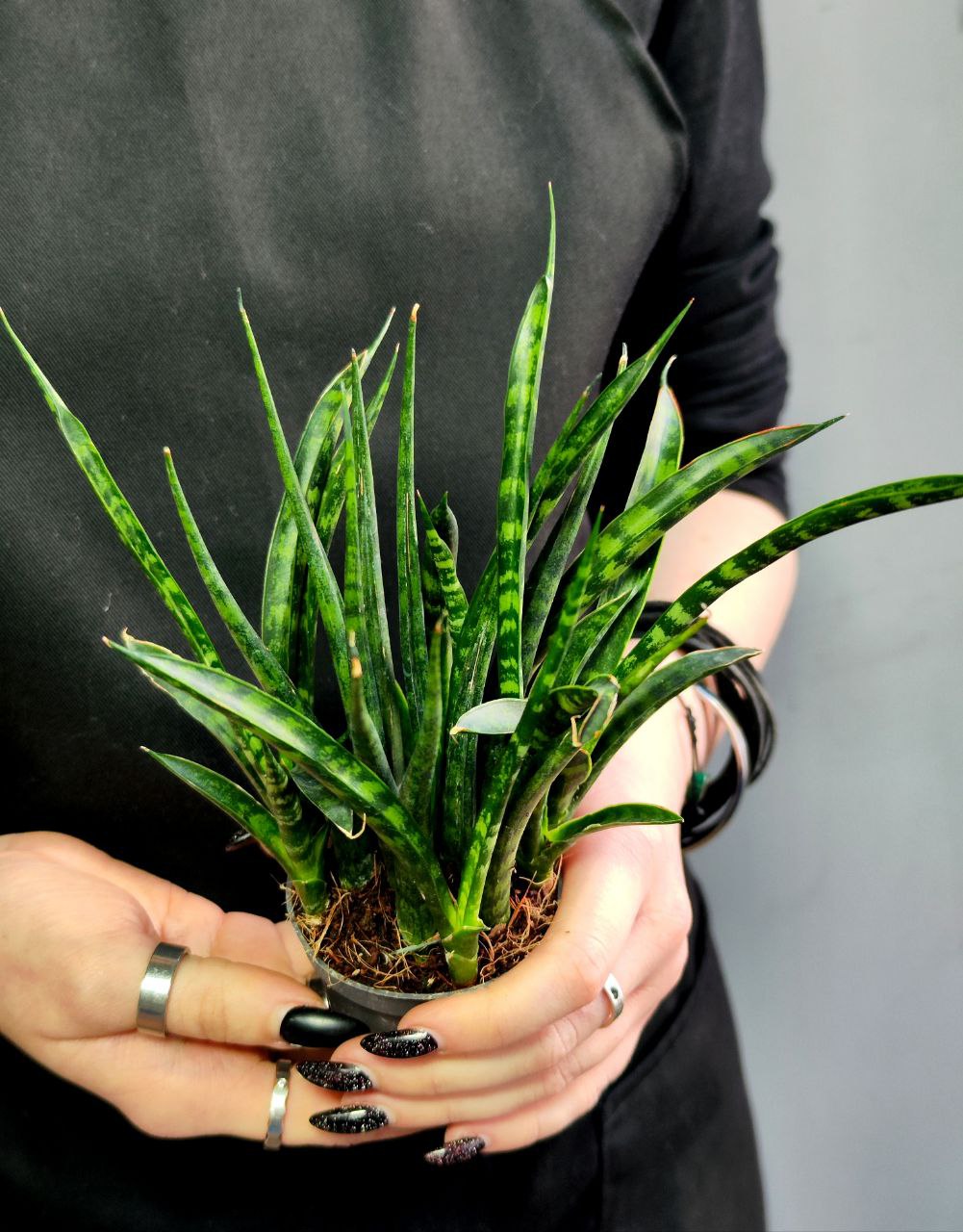 Сансевиерия Фернвуд Микадо (Sansevieria Fernwood Mikado) D6см