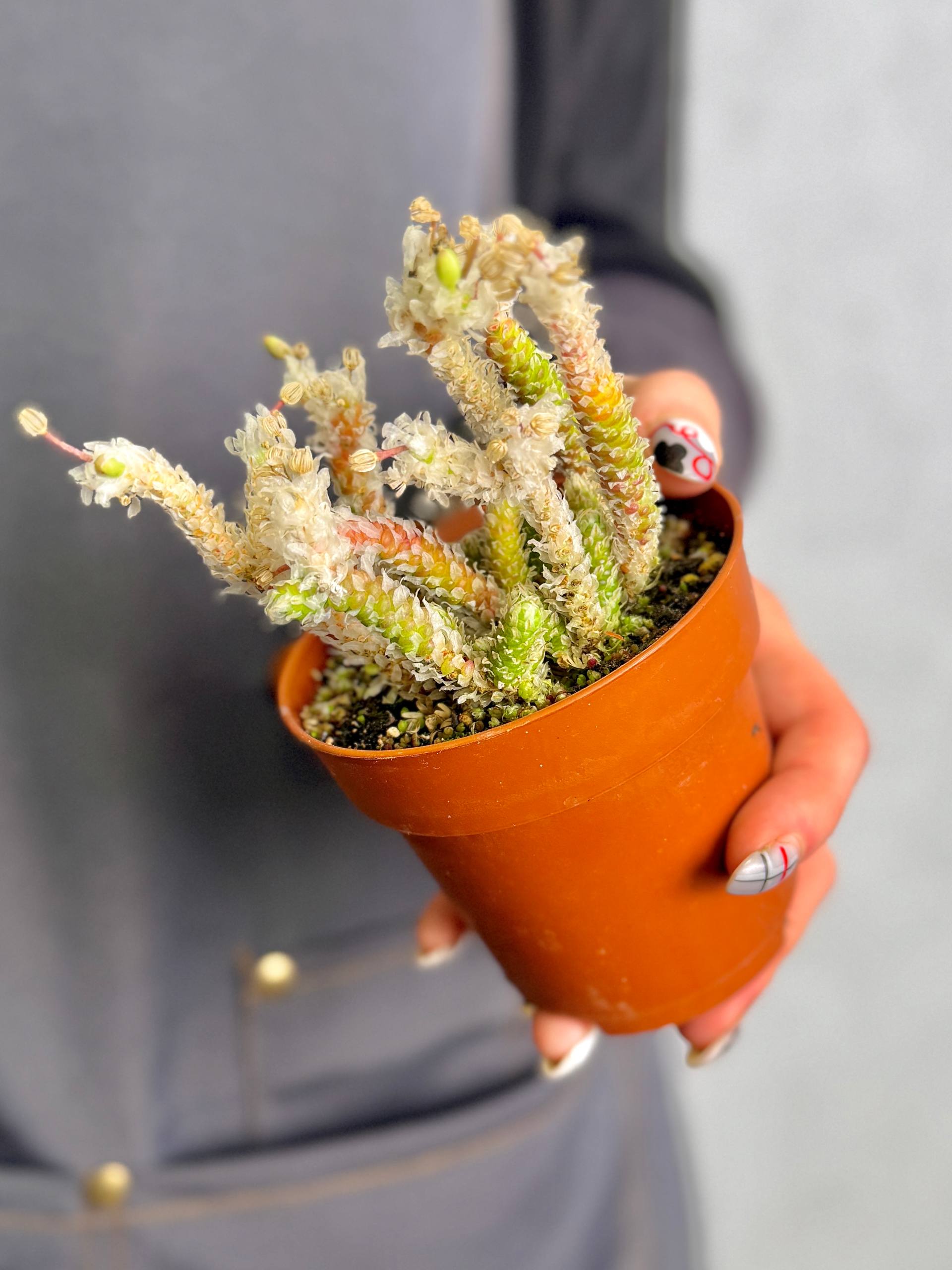 Авония Рекурвата (Avonia Recurvata) D8,5см