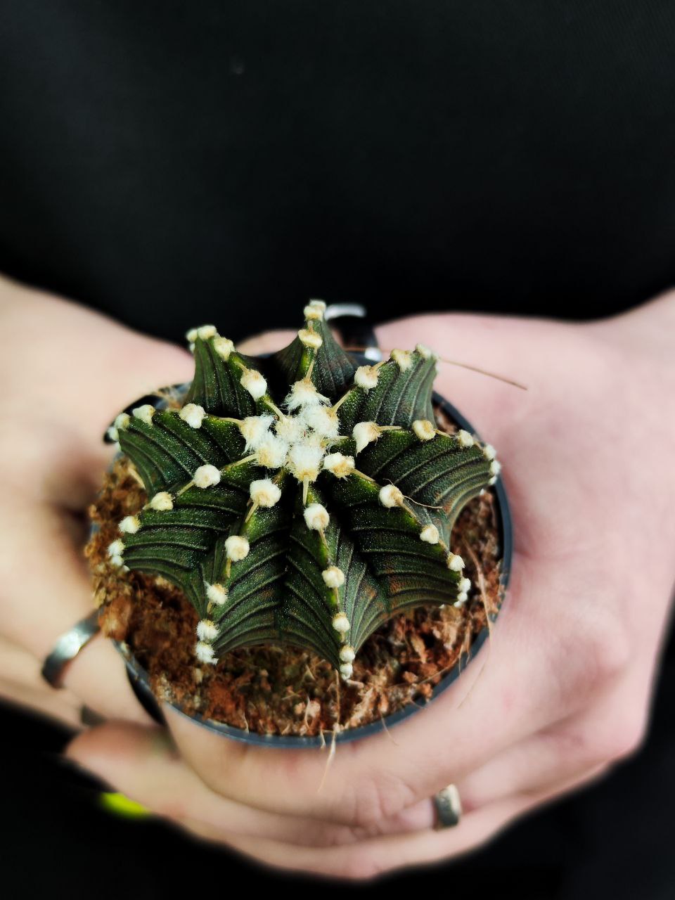 Гимнокалициум Фридриха Аква Дульче (Gymnocalycium friedrichii Agua Dulce) D5см