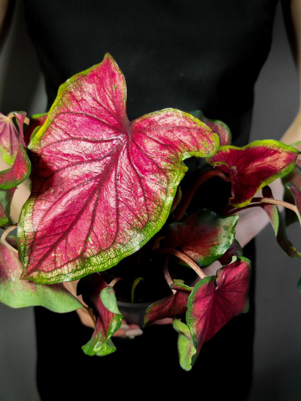 Каладиум Биколор Возлюбленная Флорида (Caladium Bicolor Florida Sweetheart) D12см