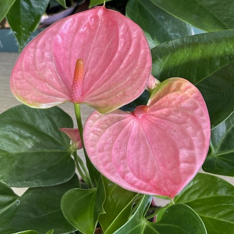 Антуриум Свит Дрим (Anthurium Sweet Dream) D9см