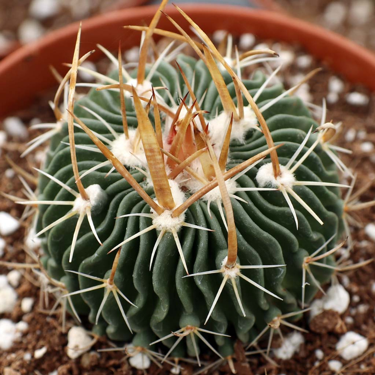 Эхинофоссулокактус Мультикостатус (Echinofossulocactus Multicostatus) D5см