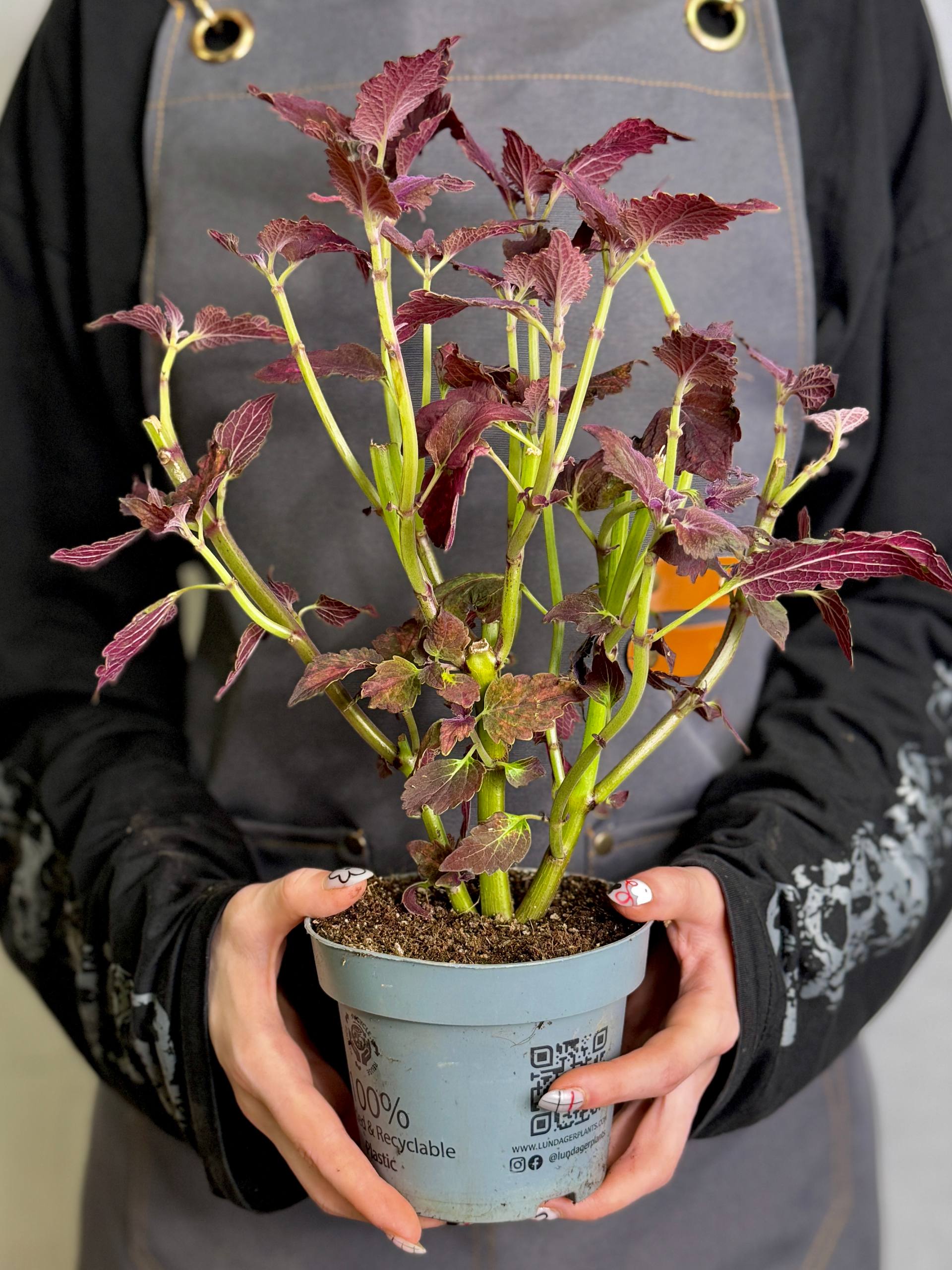Колеус Ред Санстоун (Coleus Red Sunstone) D11см