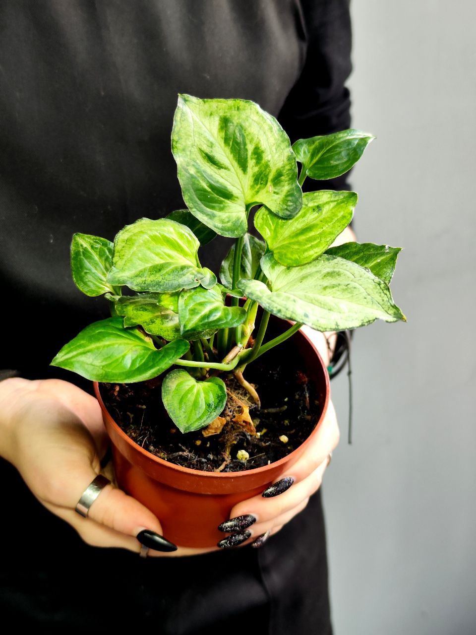 Сингониум Мышиные Ушки (Syngonium Mouse Ears) D10см